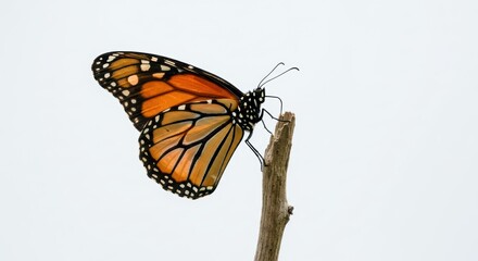 Obraz premium Butterfly sitting on a branch