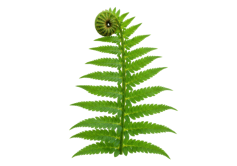 Isolated fern frond unfurling, lush green sprout with spiraling leaves, vivid nature close-up