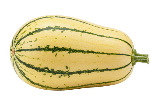 Isolated ripe spaghetti squash with dark green stripes, raw vegetable autumn harvest