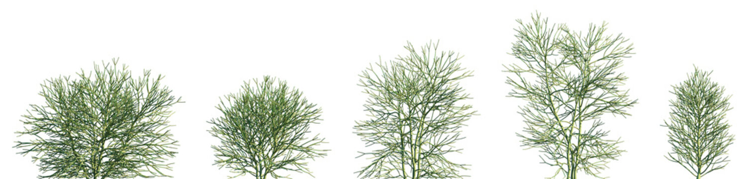 Set of Euphorbia tirucalli (commonly known as Indian tree spurge, naked lady, pencil tree, pencil cactus) frontal isolated png on a transparent background perfectly cutout high resolution