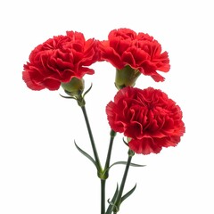 Three vibrant red carnation flowers with ruffled petals and green stems are beautifully arranged on a clean white background, perfect for floral designs.