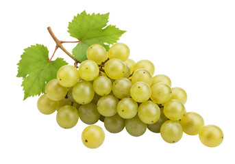 Isolated bunch of green grapes on a vine with leaves, a fresh and flavorful fruit snack