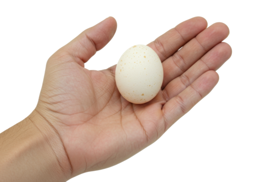 Isolated palm holding speckled egg of bird or reptile, conceptual of nest egg, precious thing