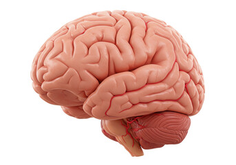 Isolated human brain anatomy, medical science, organ cerebrum, intelligence concept