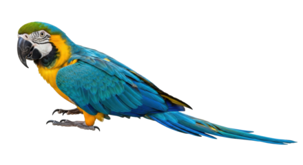 Isolated Parrot showing its Blue and Gold Feathers, Parrot perched with Bright Coloring