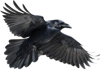 Fototapeta premium Raven's Flight: Majestic Bird Soaring in the Night Sky