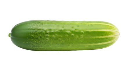 Isolated, close-up fresh and raw green cucumber, a popular vegetable for cooking meals