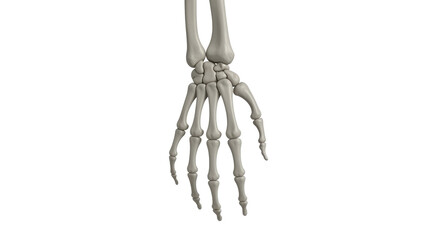 Isolated human hand and arm skeleton anatomy detailed, medical illustration skeletal system