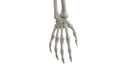 Isolated human hand and arm skeleton anatomy detailed, medical illustration skeletal system