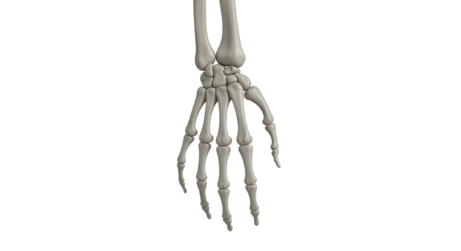 Isolated human hand and arm skeleton anatomy detailed, medical illustration skeletal system