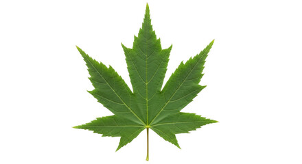Isolated green maple leaf with jagged edges, symbol of Canada in the autumn fall season