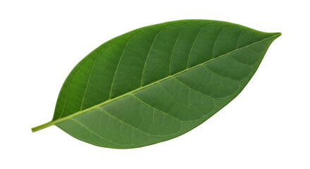 Isolated single vibrant green leaf showing detailed natural venation, leaf vein structures