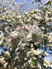 spring apple blossom