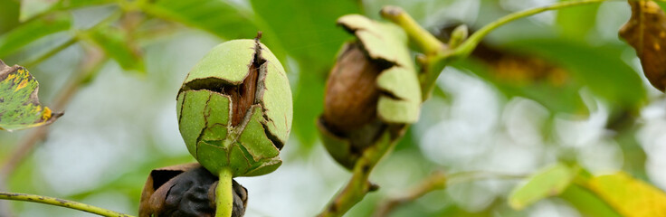 Noix accrochée à la branche d'un noyer, dans le brou vert qui commence à s'éclater