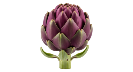 Isolated purple artichoke vegetable food, studio shot on a seamless backdrop, gourmet food
