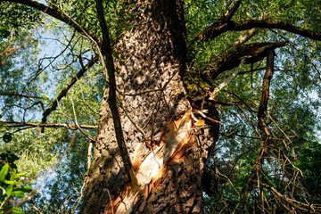 Sturdy tree trunk, rugged bark with a recent gash, showing bright wood. Verdant leaves and clear skies peek through the branches