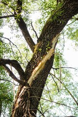 Hefty tree trunk with a gnarly split, exposing fresh, light wood. Green foliage and bright sky frame the background