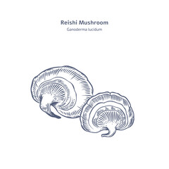Two reishi mushrooms . Hand drawn vector illustration  in engraving style