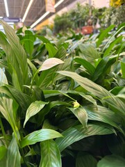green corn plant