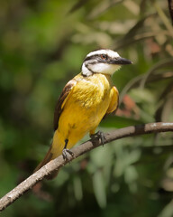 benteveo común (Pitangus sulphuratus), posado sobre una rama, fondo difusi