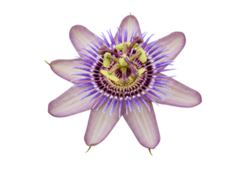Isolated purple passionflower flower on a neutral background showing its detailed anatomy
