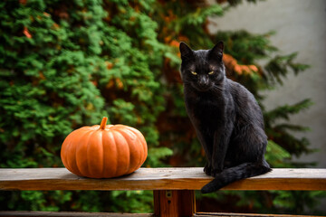 angry black cat and orange pumpkin on wooden plank of an outdoor terrace. pet animal with greenish eyes looking serious. rural garden in the blurred background. halloween or thanksgiving autumn theme