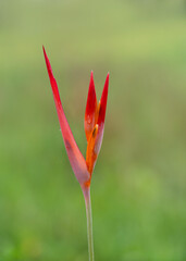 Bright red-orange stelicidia flower on a green background, close-up.