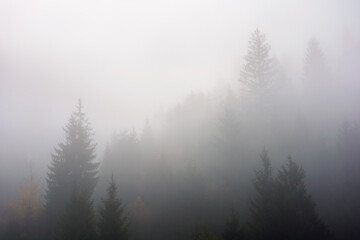 fir forest in fog. misty landscape with coniferous trees. mysterious morning background in mountains. cold autumn weather forecast in carpathians.