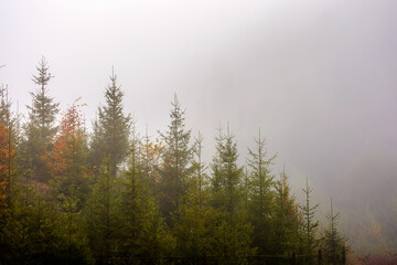 fir forest in fog. misty landscape with coniferous trees. mysterious morning background in mountains. cold autumn weather forecast in carpathians.