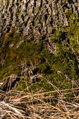 Sunlit tree bark with deep ridges and scattered moss details
