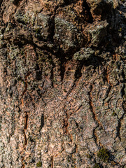 Close macro of bark patterns, dry surfaces and green patches