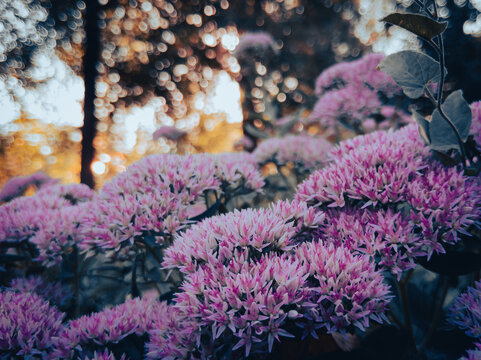 Pink stonecrop clusters glowing at sunset with circular forest bokeh
