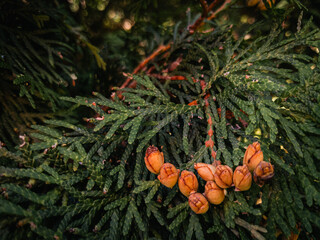 Amber cones tucked in thuja fronds, evening greens breathing quietly 