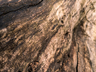 Abstract natural surface, knots and furrows forming soft contours 