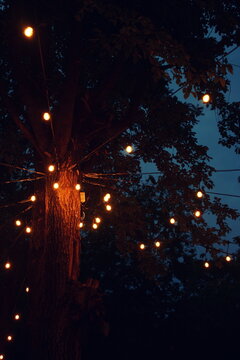 Magical atmosphere of warm string lights wrapped around an old tree 