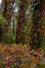 Vine-draped trunks and leaf carpet, a secret autumn passage