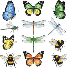 Create a kinds of deferent Set of flying insects, watercolor isolated collection with butterflies, dragonflies and bumblebee, hand painting design elements beautiful colorful insects. vector art .