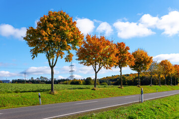 autumn row of trees along a country road
