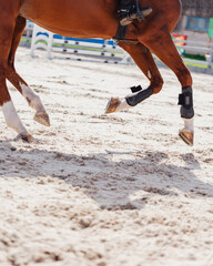 Close up of horse hooves in an arena - equestrian sport