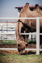 A shaggy camel in a pen eating grass and hay - a cute face