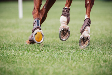 Close up of horse hooves in an arena - equestrian sport
