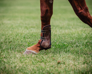 Close up of horse hooves in an arena - equestrian sport