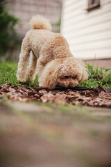 A beautiful fluffy toy poodle puppy is happily spending time on a walk.