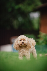 A beautiful fluffy toy poodle puppy is happily spending time on a walk.