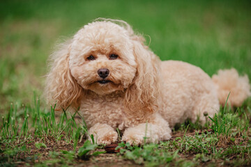 A beautiful fluffy toy poodle puppy is happily spending time on a walk.