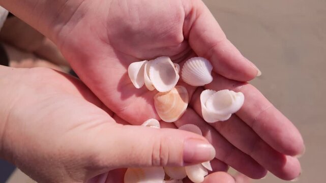 Close-up of white shells in the palms of her hands.