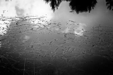 calm pond water texture with water plants and tree and cloud reflections. Black and white