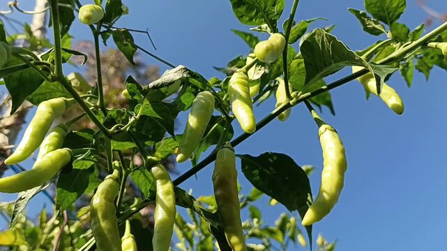 chilies that are almost ripe on the tree