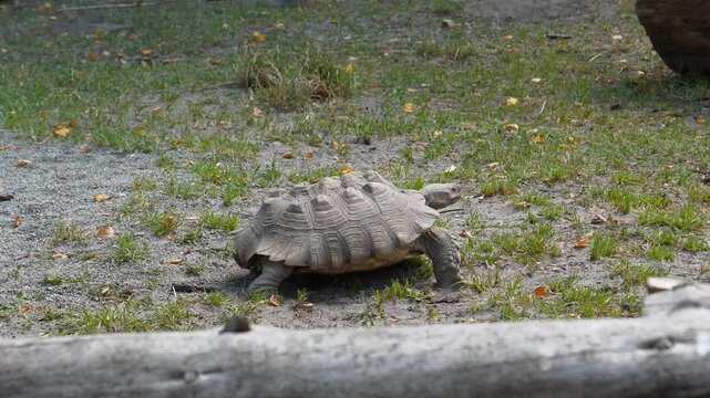 The tortoise crawls on the ground. Slow Motion video