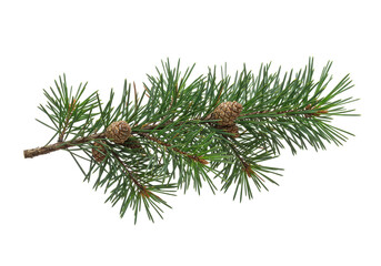 Isolated green fir branch with pine needles and brown cones on a branch, plant element